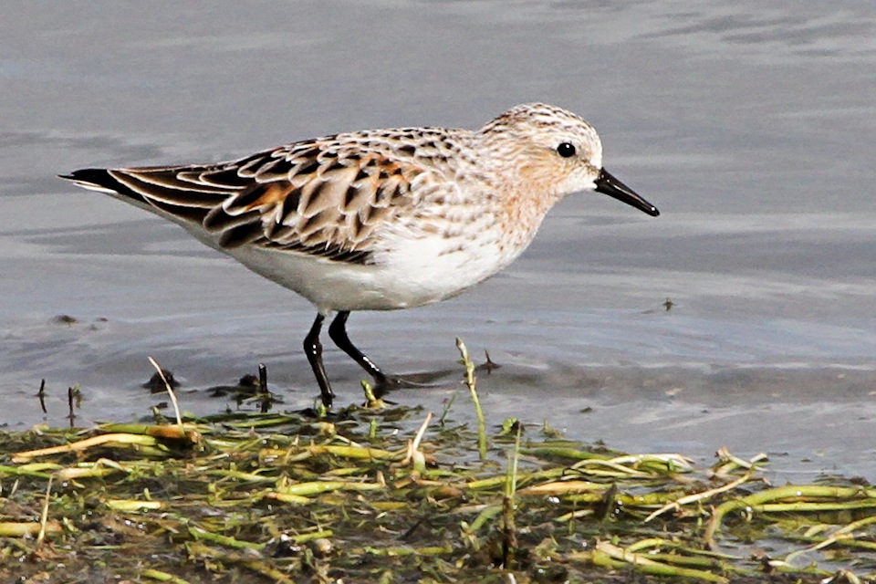 Red-necked Stint (Calidris ruficollis)